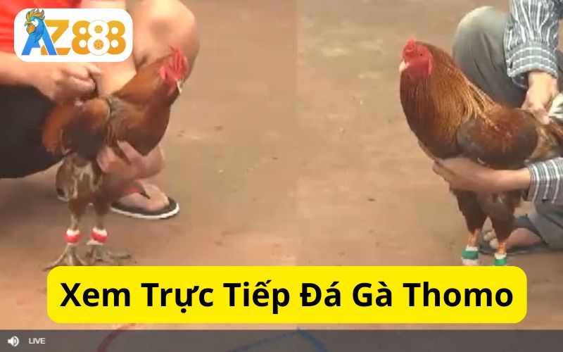 Xem Đá Gà Thomo Tại Trang Trực Tiếp Đá Gà AZ888