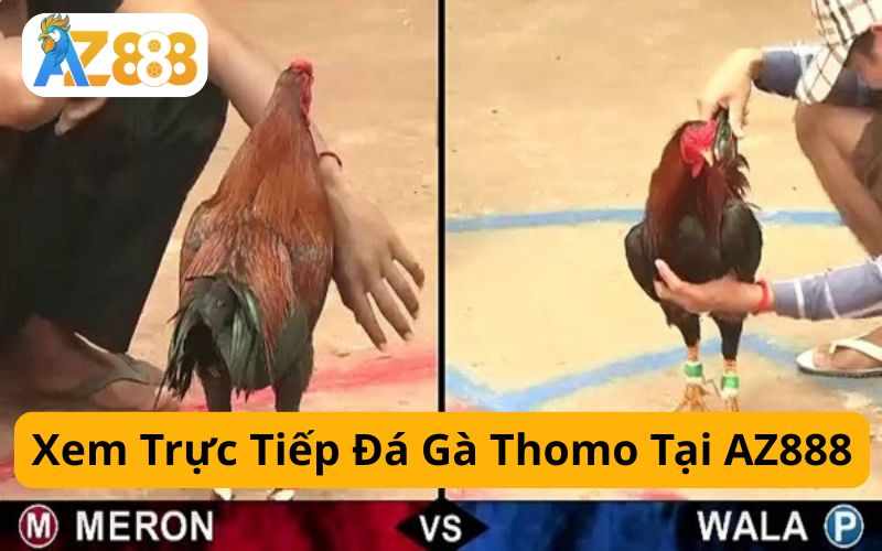 Xem Trực Tiếp Đá Gà Thomo Hằng Ngày Tại AZ888