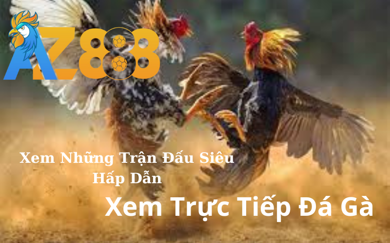 Xem Trực Tiếp Đá Gà Thomo Hàng Ngày Tại AZ888