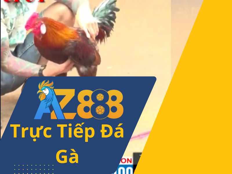 Trực Tiếp Đá Gà AZ888 - Phát Trực Tiếp Tại C1, C2, C3, C4 Cực Hấp Dẫn