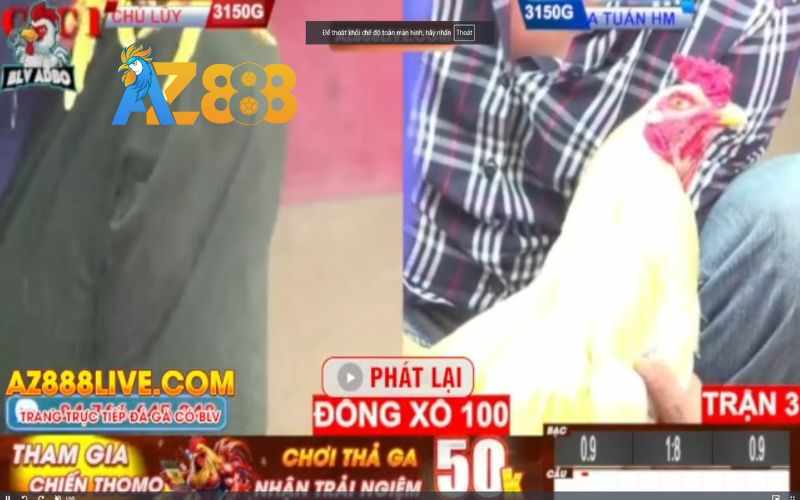 Xem Trực Tiếp Đá Gà Thomo Có Bình Luận Viên Tại Trực Tiếp Đá Gà AZ888