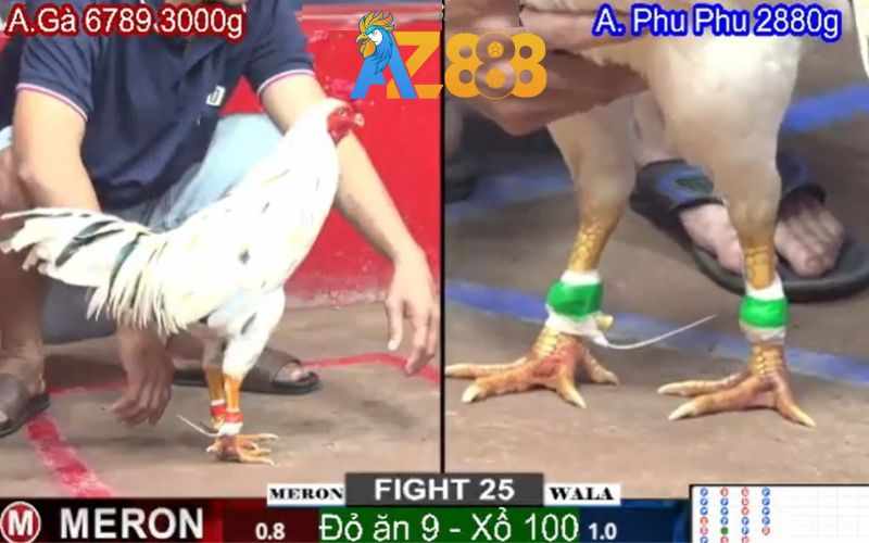 Đá Gà Trực Tiếp Thomo AZ888 - Trận Tiếp Những Trận Đấu Kịch Tính Hàng Ngày