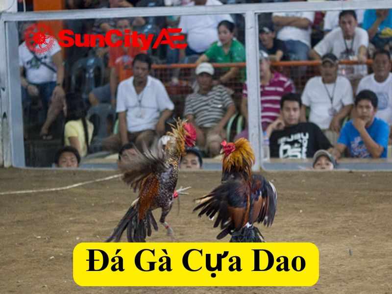 Đá Gà Cựa Dao - Xem Trực Tiếp Và Đặt Cược Đá Gà Cực Hấp Dẫn Tại Suncity