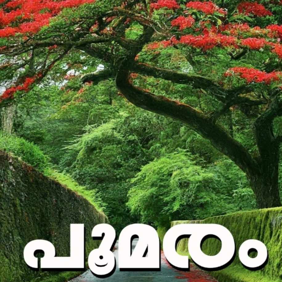പൂമരം