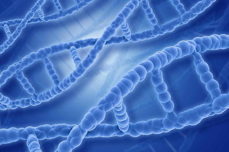 Chemical Composition Of Chromosomes