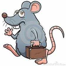 a small rat 