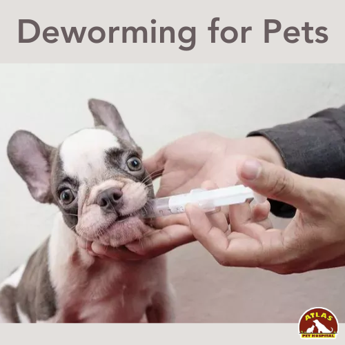 Deworming for pets | Atlas Pet Hospital