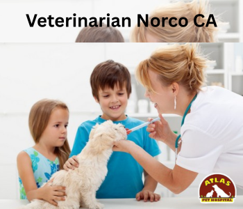 Veterinarian Norco CA | Atlas Pet Hospital