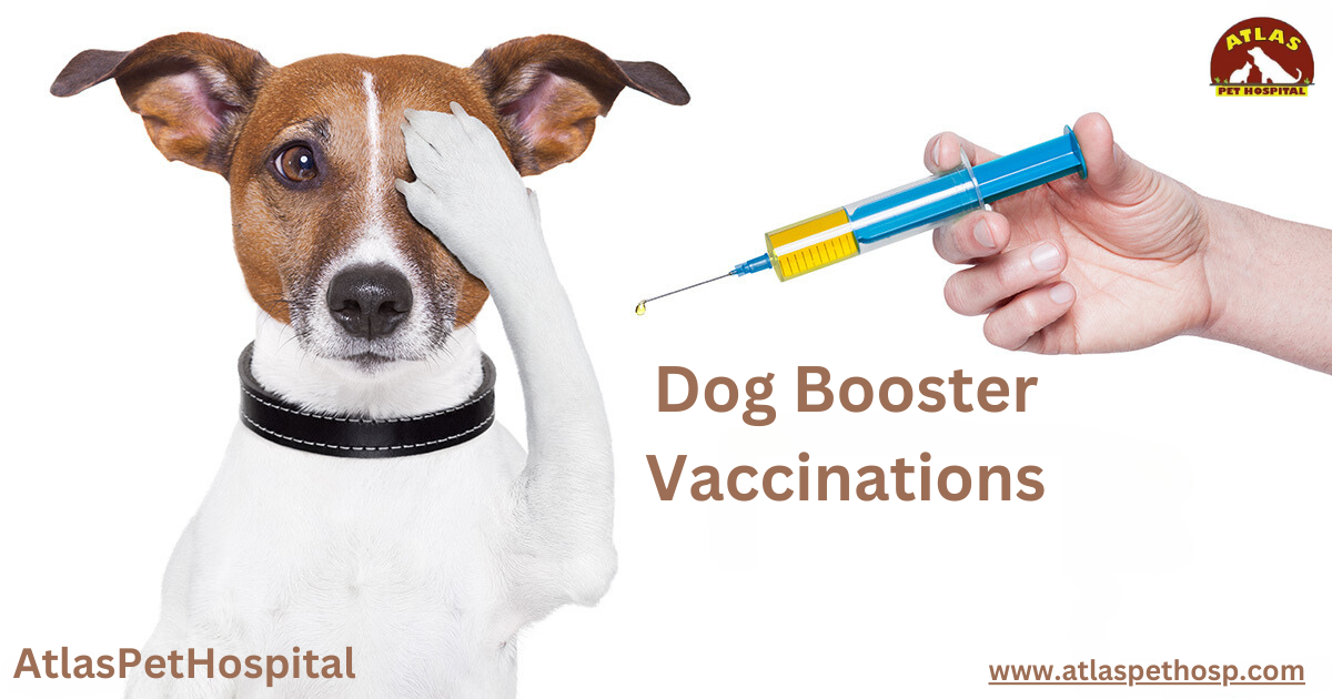 Dog Booster Vaccinations
