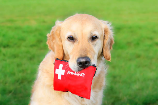 Essential Insights into Dog First Aid Courses by Trailblazing Tails