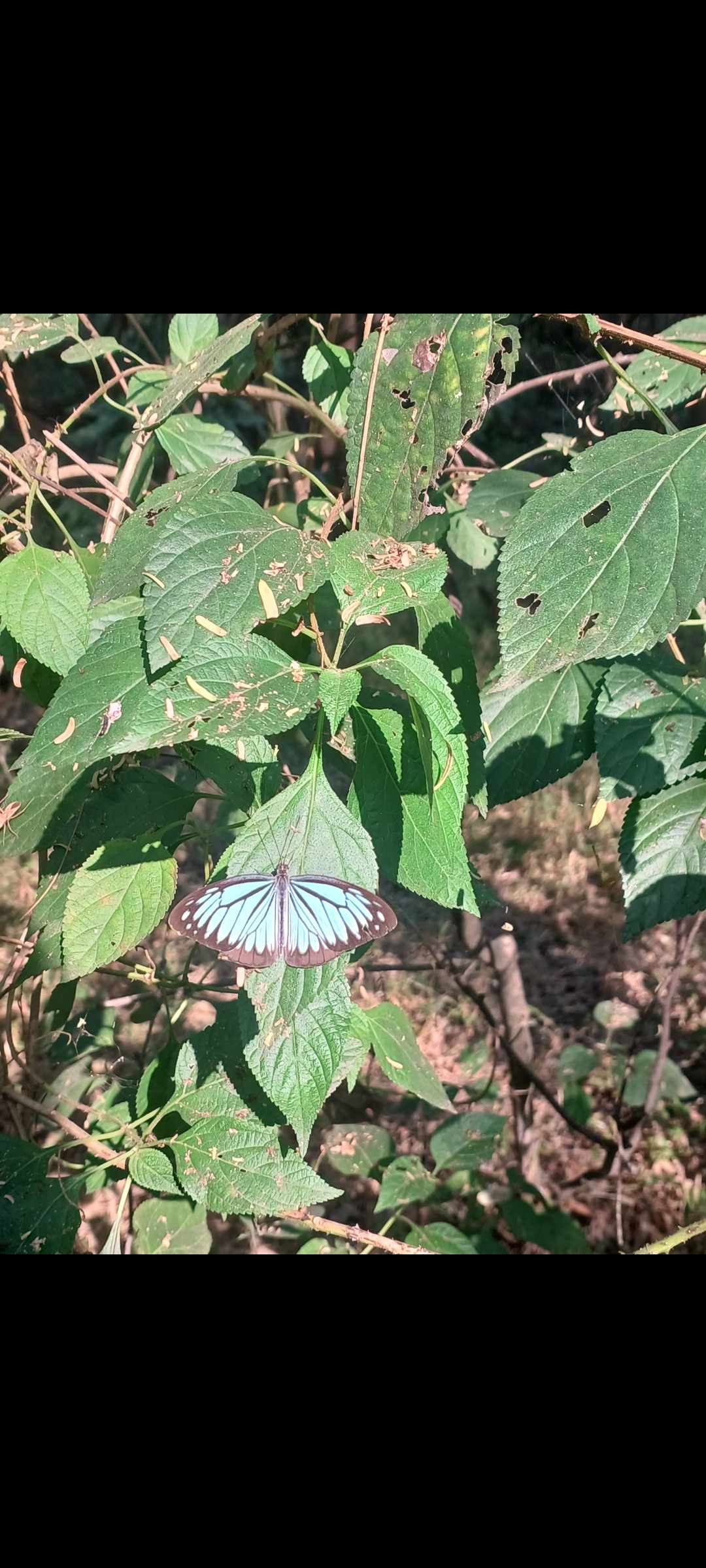 A Spontaneous Bird Walk: Nature, Learning, and New Friendships