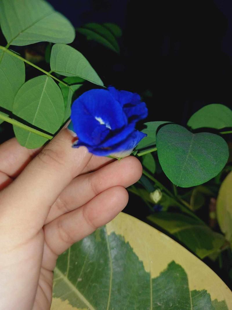 Phool Aur Patthar 🌷