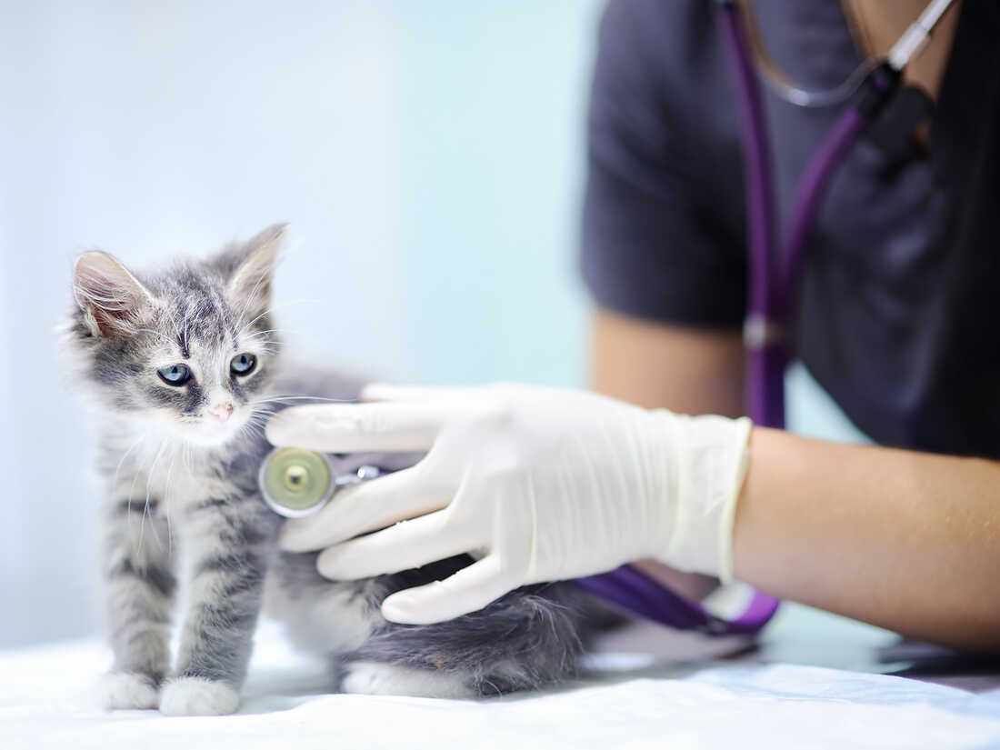 Top Veterinary Pharmaceutical Company in India: Zovix Pharmaceuticals