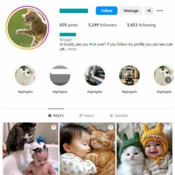 Animal Instagram Accounts: A Growing Trend in Social Media