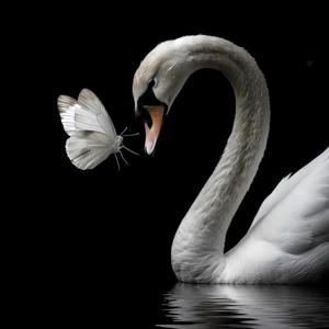 CodedWhispersss  logo