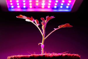 LED Grow Lights: 8 Expert Tips for Setting Up Effective Plant Trials