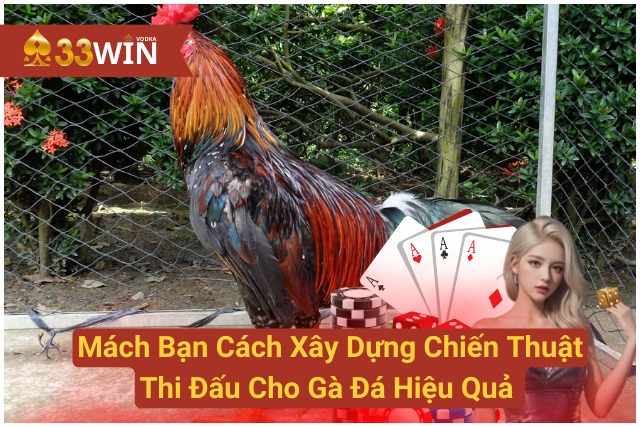 Mách Bạn Cách Xây Dựng Chiến Thuật Thi Đấu Cho Gà Đá Hiệu Quả 33WIN