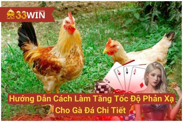 Hướng Dẫn Cách Làm Tăng Tốc Độ Phản Xạ Cho Gà Đá Chi Tiết 33WIN