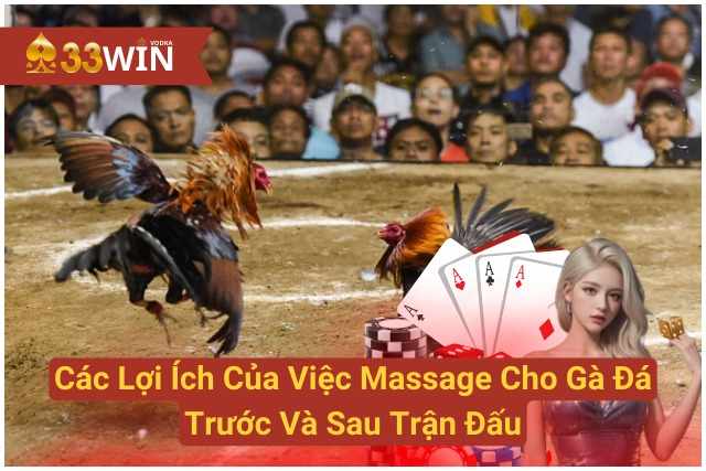 Các Lợi Ích Của Việc Massage Cho Gà Đá Trước Và Sau Trận Đấu 33WIN