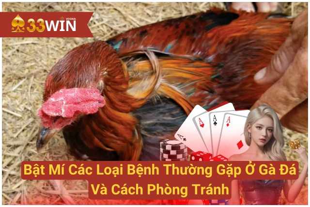 Bật Mí Các Loại Bệnh Thường Gặp Ở Gà Đá Và Cách Phòng Tránh 33WIN