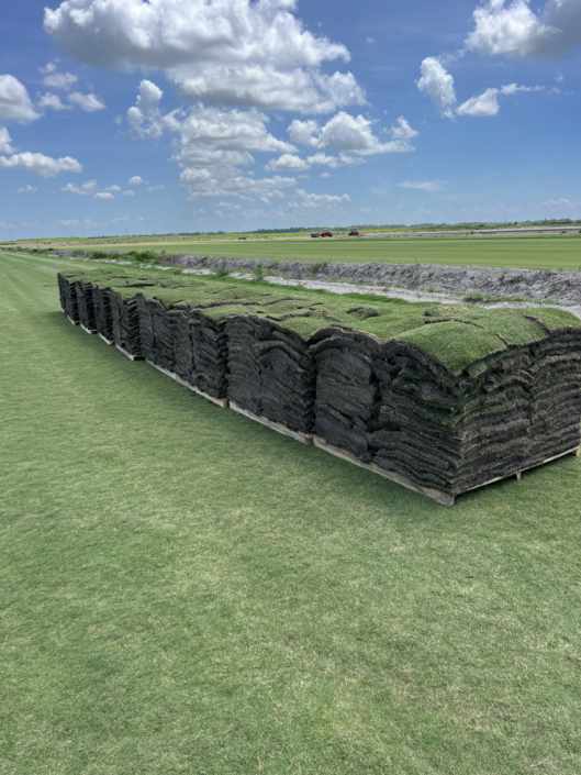 Eco-Friendly Landscaping: Why TifTuf is Leading the Charge in Sustainable Turf Solutions
