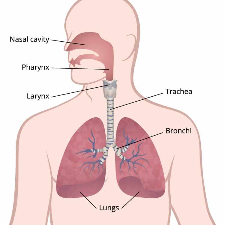 Early Detection, Diagnosis, and Staging