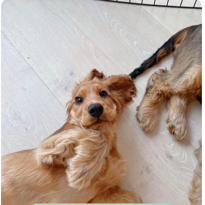 Pups Play: A New Way to Socialize Puppies and Practice Yoga
