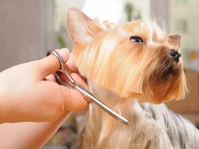 How Can Local Dog Groomers in Fishhawk Enhance Your Pet's Well-being?