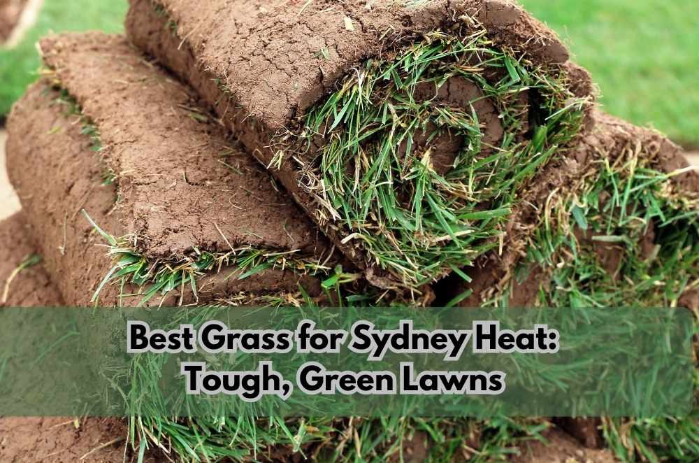 Best Grass for Sydney Heat: Tough, Green Lawns