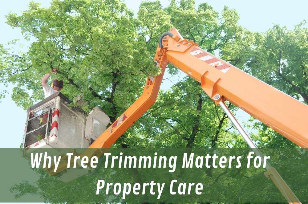 Why Tree Trimming Matters for Property Care