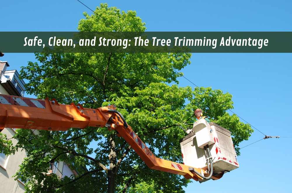 Safe, Clean, and Strong: The Tree Trimming Advantage