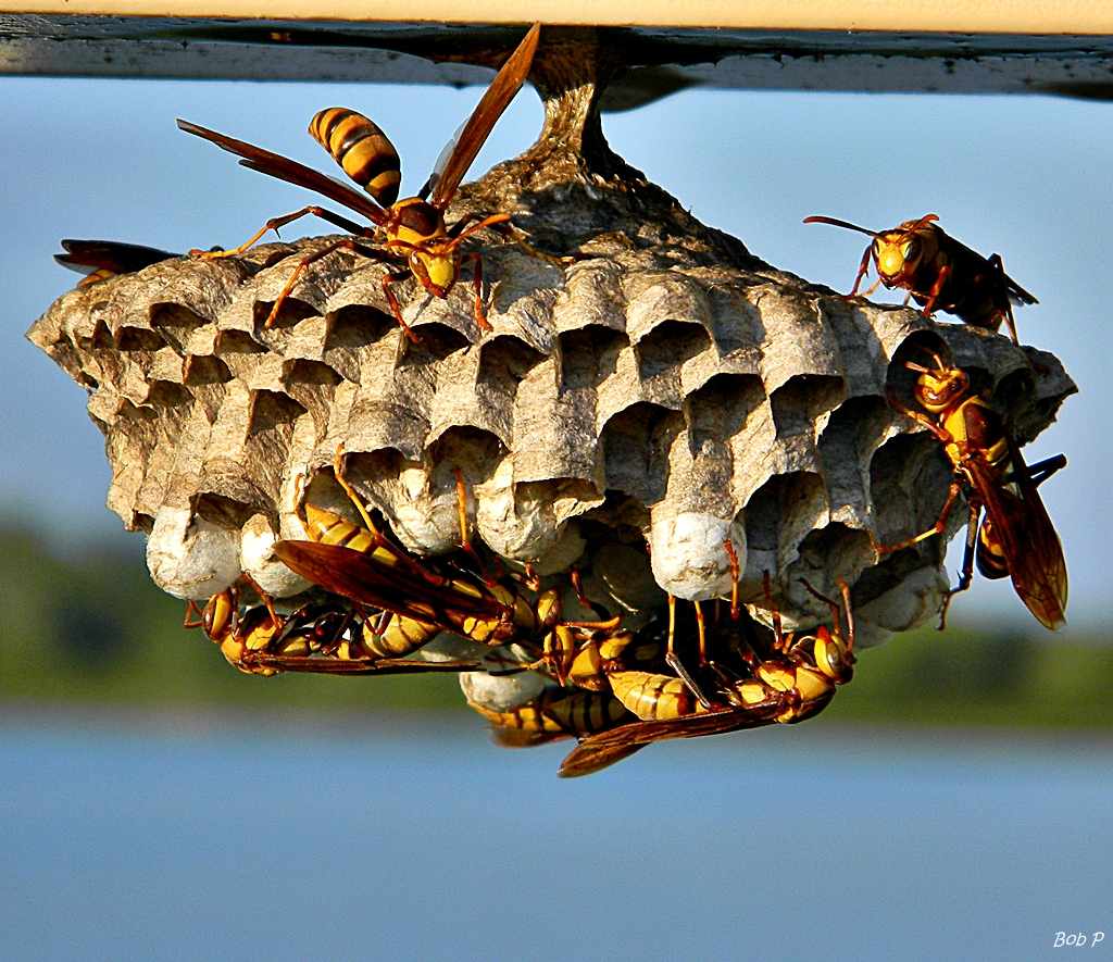 Safe Wasp Nest Removal in Sydney | Trusted Experts – Instant Pest Control