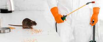 Instant Pest Control: Fast, Reliable Pest Solutions