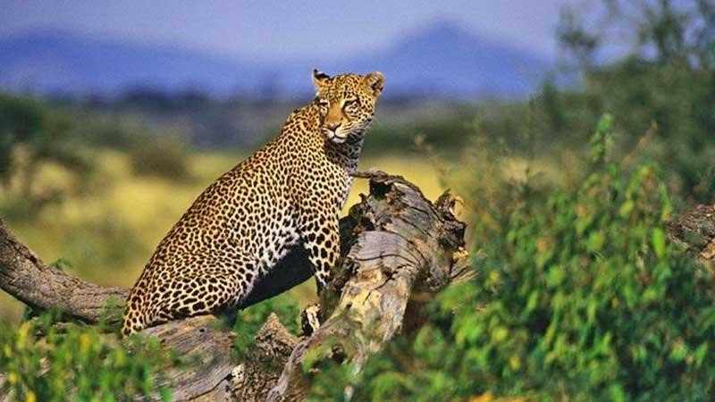Rajasthan Wildlife Tour: Explore the Wild Side of India