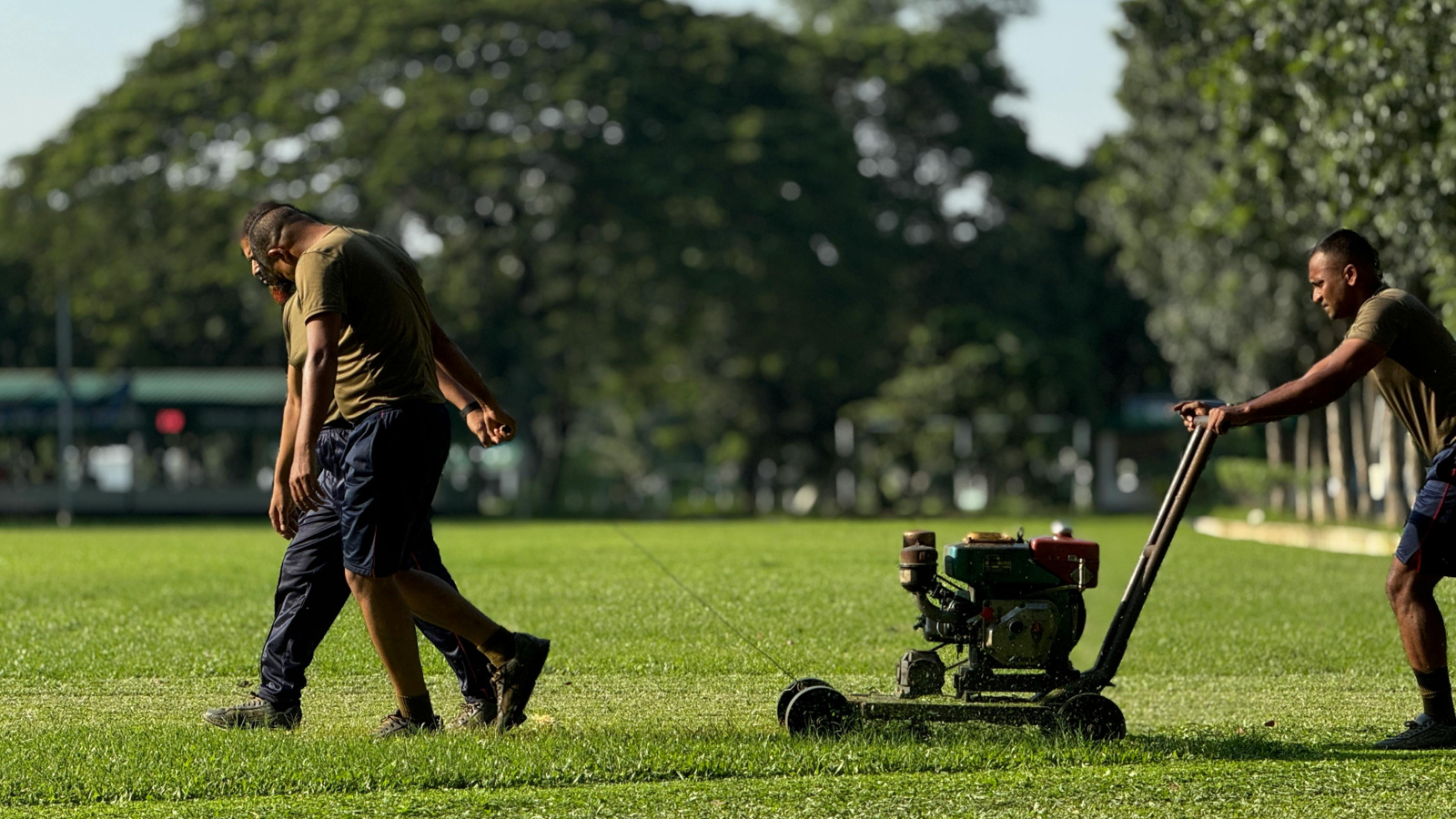 How to Prevent Disease and Damage with a Tree and Shrub Care Program
