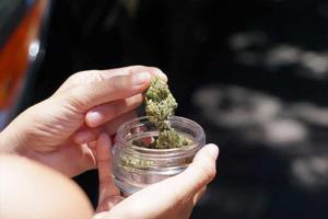 Weed Delivery NYC: The Growing Trend in New York City