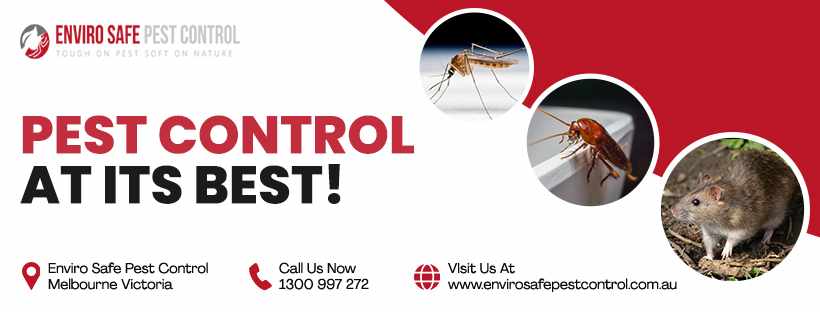 Buzz Off! How to Safely Handle Wasps and Bees Around Your Melbourne Property