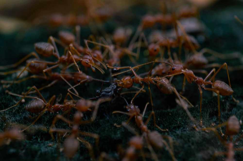 Ants Keep Coming Back? Here’s the Real Solution for Melbourne Homes