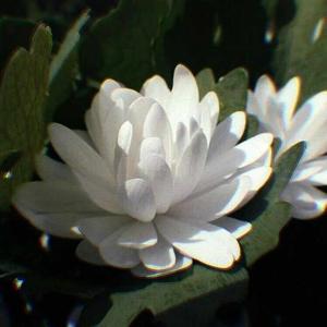 CHAPTER 29.  LANGUAGE OF FLOWERS OR EYES?