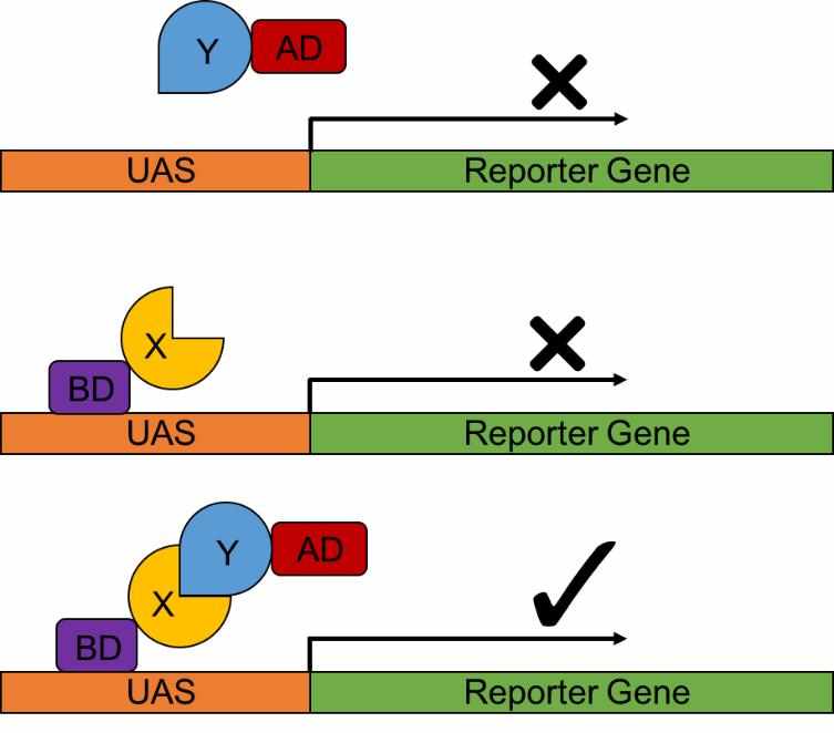 Introduction to The Complete Sequence of a Human Genome