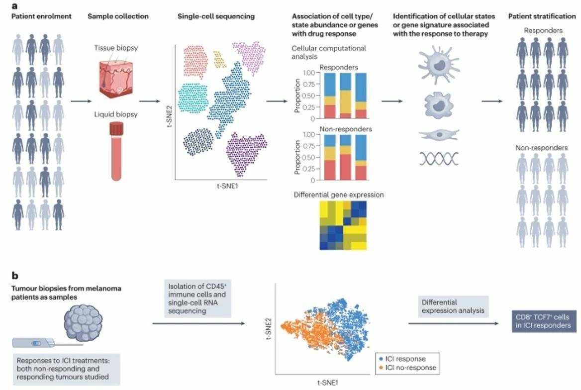 Single-Cell RNA Sequencing in Drug Discovery and Development