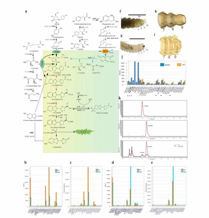 PacBio HiFi Sequencing for Spinal Muscular Atrophy Analysis