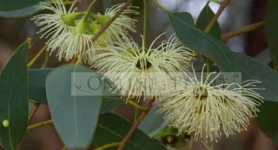 A Complete Guide to Growing and Styling Native Gum Trees in Your Garden