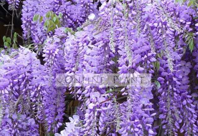 Transform Your Garden with the Beauty of Vertical Green Spaces