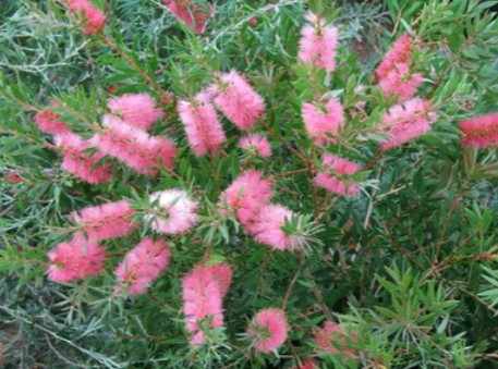 Designing a Low-Maintenance Native Garden with Bottlebrush Plants