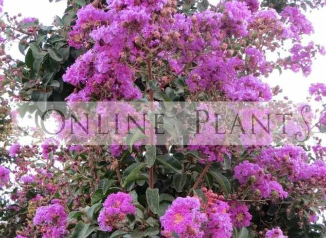 Creating Natural Garden Retreats with Thoughtful Green Boundaries