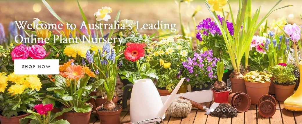 Buy Native Australian Plants Online