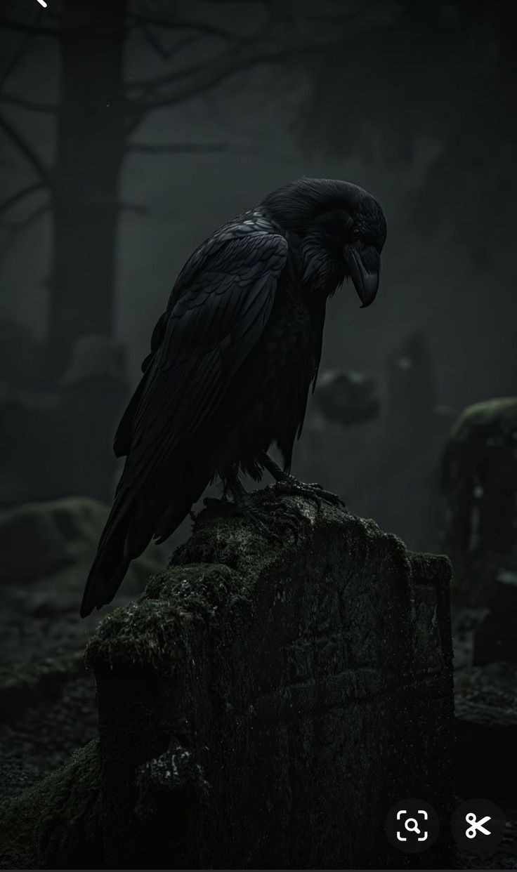 A black bird