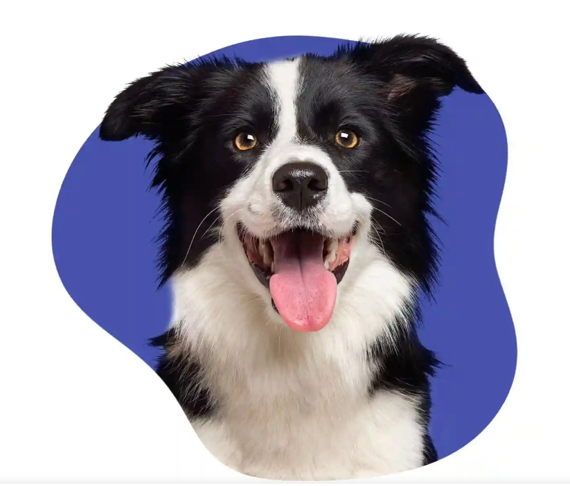 Liability Insurance for Dogs