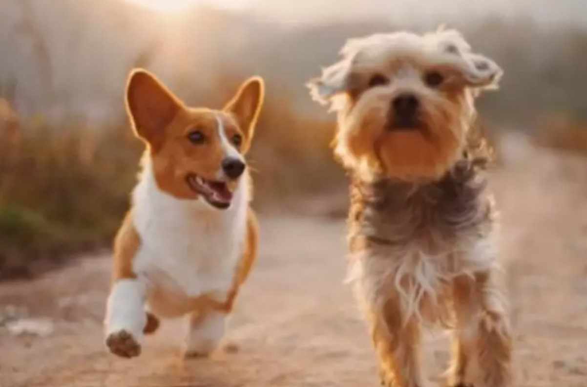 Dog Liability Insurance